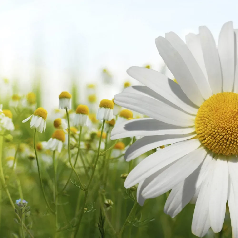Marguerite dans un champ, illustration d'un accompagnement psychologique apaisant