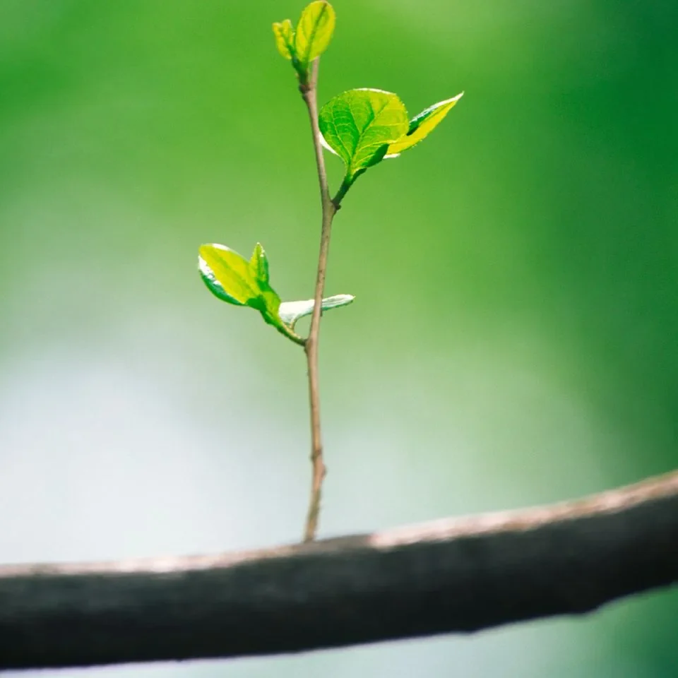 Jeune pousse sur une branche, illustration du cheminement et de l'évolution personnelle
