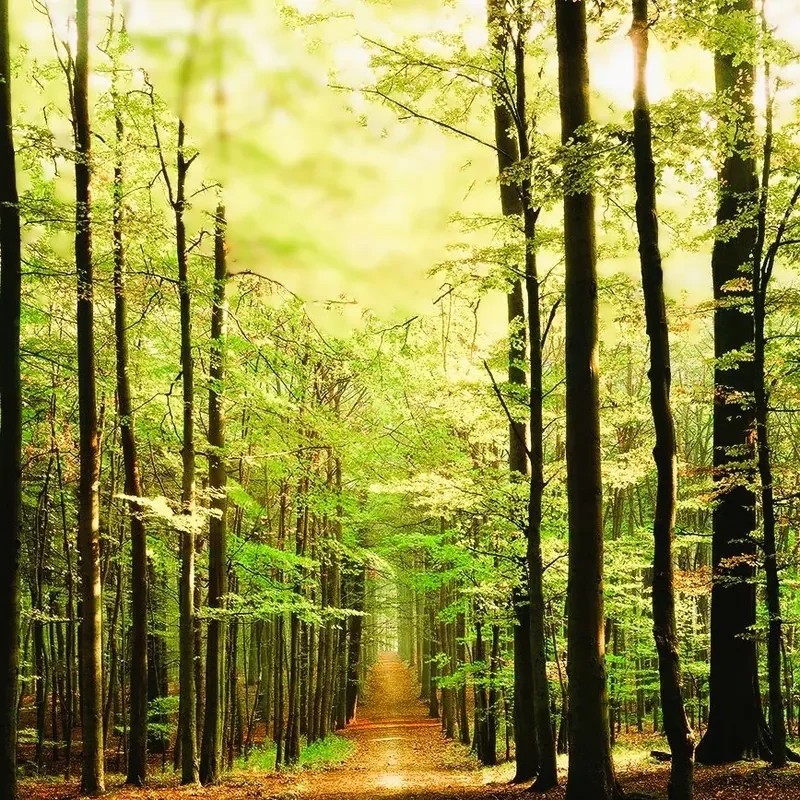 Chemin dans la forêt illustrant l'accompagnement psychologique